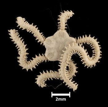 Media type: image;   Invertebrate Zoology OPH-1367 Description: Top down view of single ophiuroid specimen with a scale bar.;  Aspect: dorsal